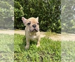 Puppy Rocco French Bulldog