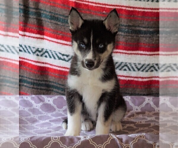 Medium Photo #1 Siberian Husky Puppy For Sale in FREDERICKSBG, OH, USA