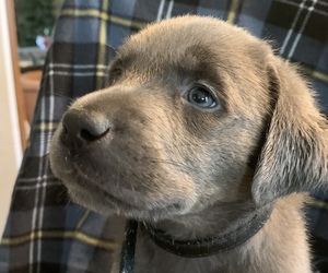 Labrador Retriever Puppy for sale in SPOTSYLVANIA, VA, USA