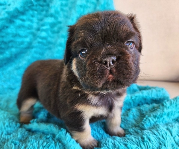 Medium Photo #12 French Bulldog Puppy For Sale in LAS VEGAS, NV, USA