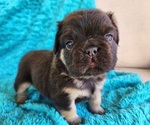 Small #11 French Bulldog