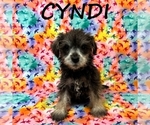Small #1 Schnoodle (Miniature)