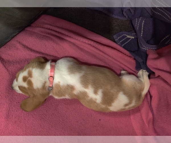 Medium Photo #7 Bagle Hound-Basset Hound Mix Puppy For Sale in CENTRALIA, WA, USA