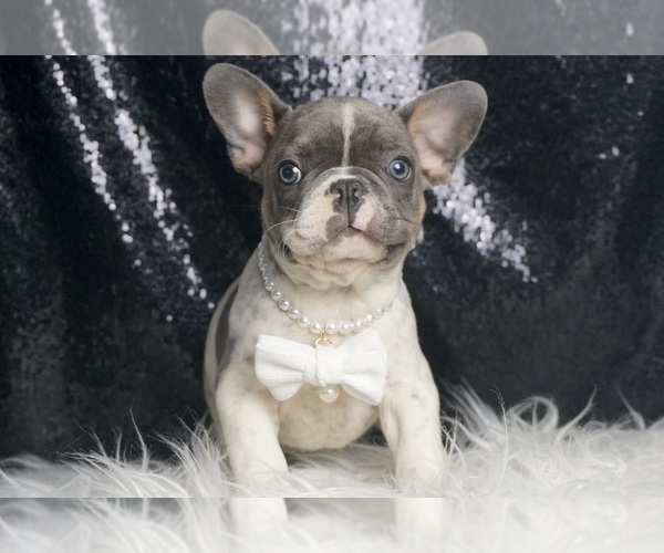 Medium Photo #51 French Bulldog Puppy For Sale in WARSAW, IN, USA
