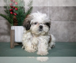 Small Photo #16 Shih Tzu Puppy For Sale in CLARE, MI, USA