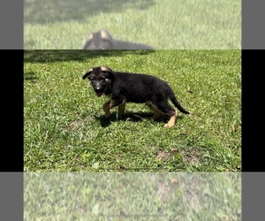 German Shepherd Dog Puppy for sale in FREEPORT, FL, USA