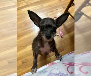 Chihuahua Dogs for adoption in Ellijay, GA, USA