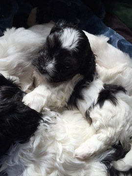 Medium Photo #1 Havanese-Poodle (Toy) Mix Puppy For Sale in PORTLAND, OR, USA