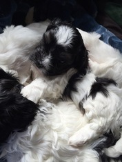 Havanese-Poodle (Toy) Mix Puppy for sale in PORTLAND, OR, USA
