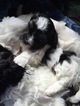 Puppy 3 Havanese-Poodle (Toy) Mix