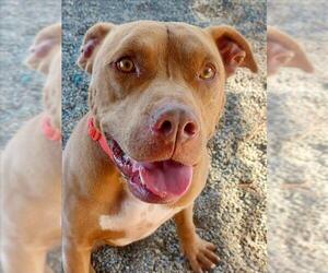 American Pit Bull Terrier Dogs for adoption in Woodland, CA, USA