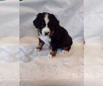 Small Photo #15 Bernese Mountain Dog Puppy For Sale in MEMPHIS, MO, USA