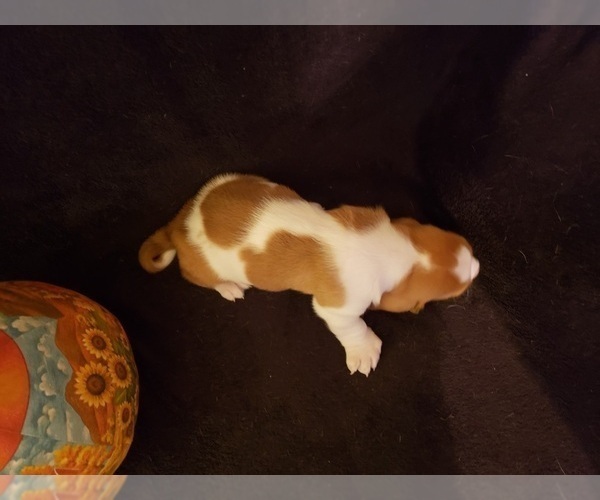 Medium Photo #12 Basset Hound Puppy For Sale in CLAREMORE, OK, USA