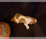 Small Photo #12 Basset Hound Puppy For Sale in CLAREMORE, OK, USA
