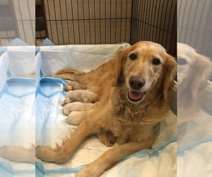 Mother of the Golden Retriever puppies born on 05/06/2022