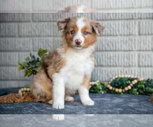 Medium Miniature Australian Shepherd