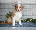 Puppy Tank Miniature Australian Shepherd