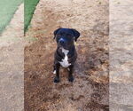 Small American Pit Bull Terrier Mix