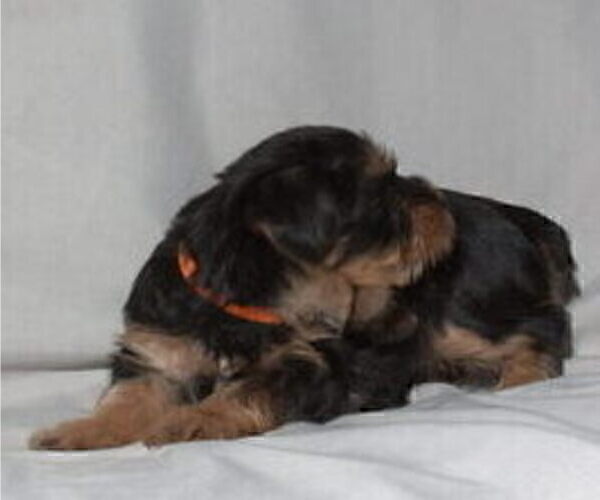 Medium Photo #7 Yorkshire Terrier Puppy For Sale in NORTHGLENN, CO, USA