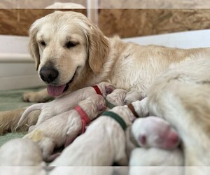 Mother of the English Cream Golden Retriever puppies born on 11/11/2022