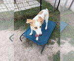 Small #5 German Shepherd Dog-Treeing Walker Coonhound Mix
