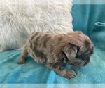 Small #12 English Bulldog