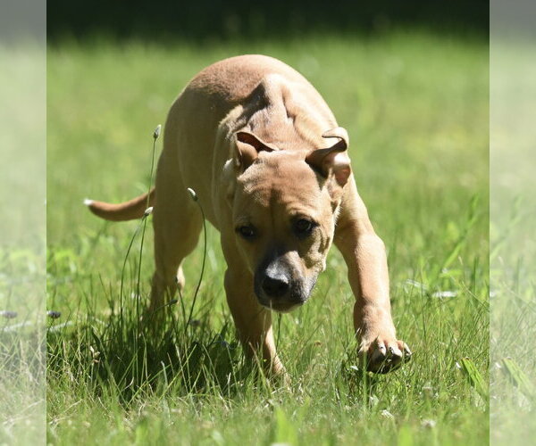 Medium Photo #3 Shepradors Puppy For Sale in Mechanicsburg, PA, USA