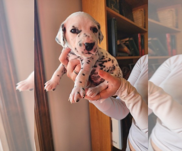 Medium Photo #1 Dalmatian Puppy For Sale in Dutton, Ontario, Canada