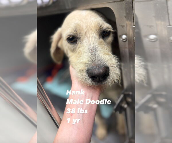 Medium Photo #1 Poodle (Standard)-Unknown Mix Puppy For Sale in San Diego , CA, USA
