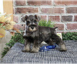 Small Photo #5 Schnauzer (Miniature) Puppy For Sale in SYRACUSE, IN, USA