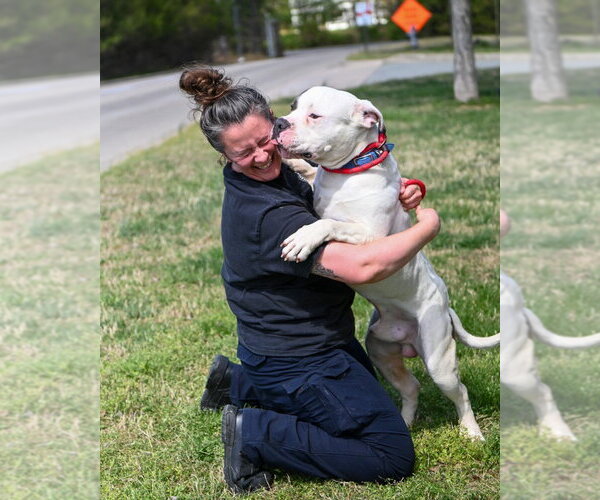 Medium Photo #8 Mutt Puppy For Sale in Glen Allen, VA, USA