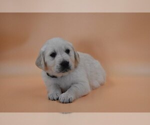 English Cream Golden Retriever Puppy for sale in PROSPECT, VA, USA