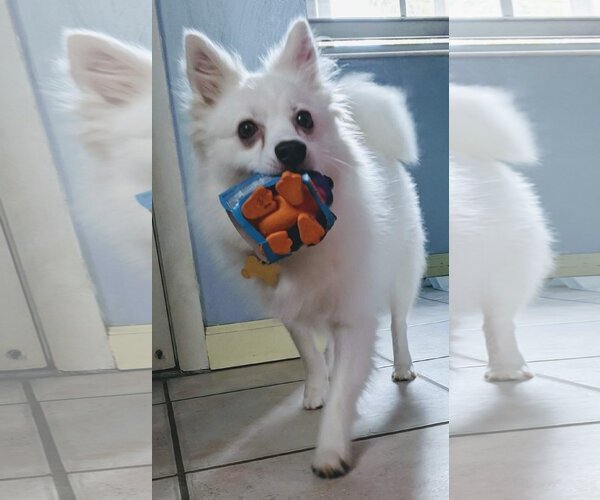 Medium Photo #6 American Eskimo Dog Puppy For Sale in Pikesville, MD, USA