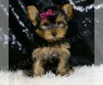 Small Photo #44 Yorkshire Terrier Puppy For Sale in WARSAW, IN, USA