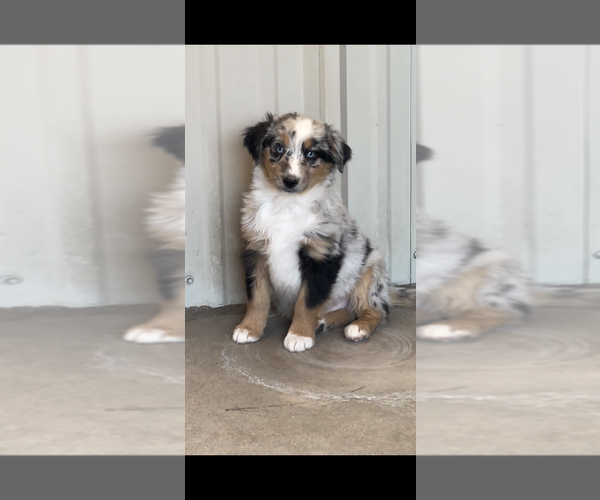 Medium Photo #2 Miniature Australian Shepherd Puppy For Sale in SANDY VALLEY, NV, USA