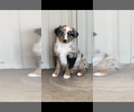 Small #1 Miniature Australian Shepherd