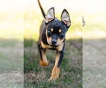 Small #8 American Staffordshire Terrier-Chihuahua Mix