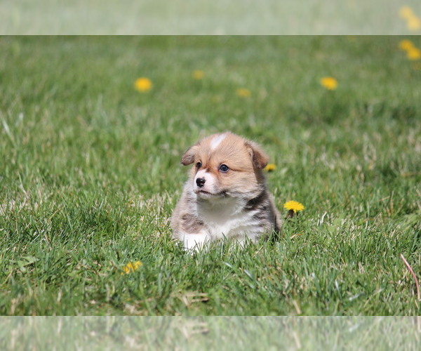 Medium Photo #5 Pembroke Welsh Corgi Puppy For Sale in FORT MADISON, IA, USA