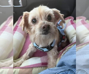 Maltese-Unknown Mix Dogs for adoption in Germantown, OH, USA