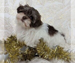 Havanese Puppy for sale in POST FALLS, ID, USA