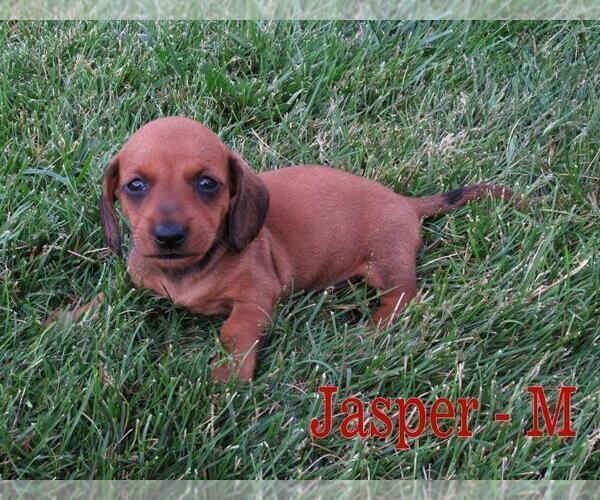 Medium Photo #4 Dachshund Puppy For Sale in NEW HOLLAND, PA, USA