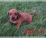 Small Photo #4 Dachshund Puppy For Sale in NEW HOLLAND, PA, USA
