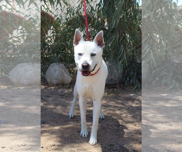 Medium Photo #1 Akita-Unknown Mix Puppy For Sale in El Centro, CA, USA