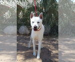 Small Akita Mix
