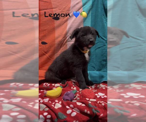 Medium Photo #1 Mutt Puppy For Sale in Turlock, CA, USA