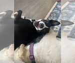 Small #1 Border Collie Mix