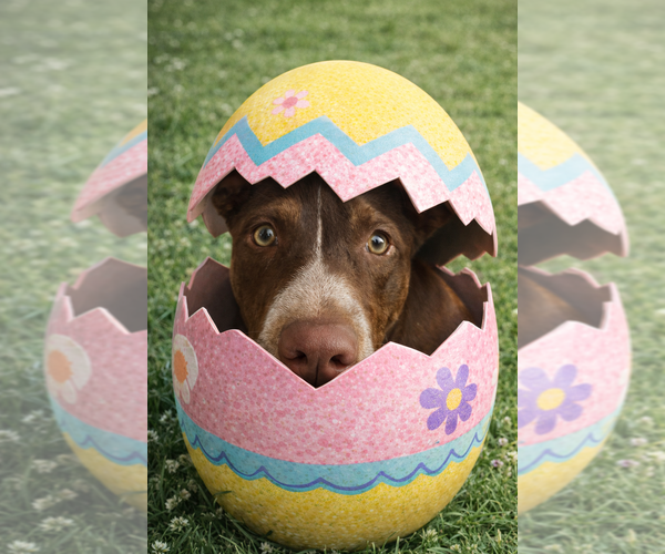 Medium Photo #12 Labrador Retriever-Unknown Mix Puppy For Sale in Silver Spring, MD, USA