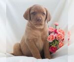 Small #5 Labrador Retriever