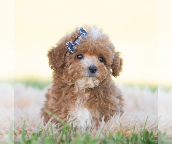 Medium Photo #2 Poodle (Miniature) Puppy For Sale in WARSAW, IN, USA