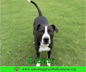 Liberty 3 - Female Labrador Retriever-Unknown Mix Dog for Adoption - Photo #6